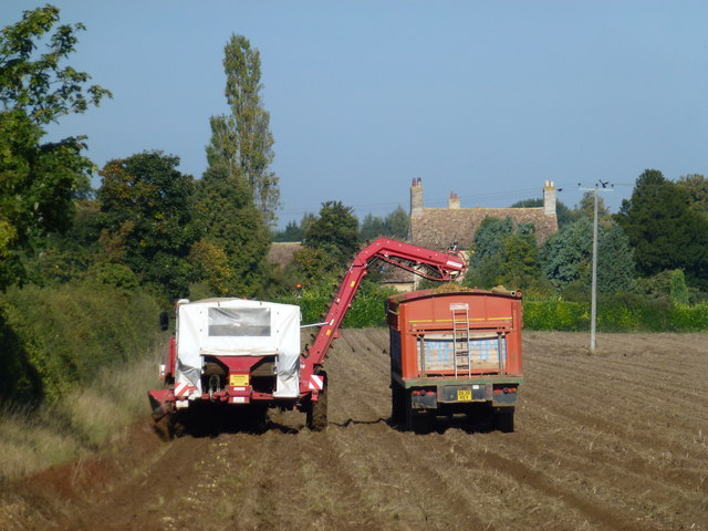 Potato harvesting near Park Farm, Chippenham