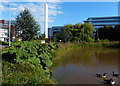 Small lake at Aston University