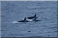HP6715 : Killer Whales (Orcinus orca) passing Lamba Ness by Mike Pennington