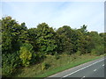 Woodland beside the M6, Castletown