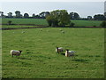 Grazing off Newton Road