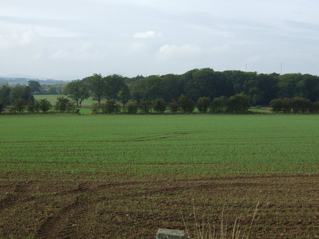 Young crop field near Hutton Bank