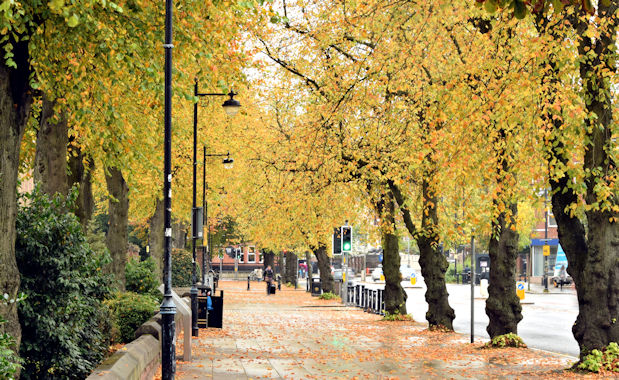 Autumn trees, University Road, Belfast (October 2015)