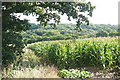 Maize Field near Beckford Cottage