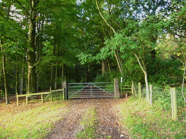 Footpath along track into Big Wood