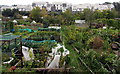 Quarry Road Allotments, Ryde