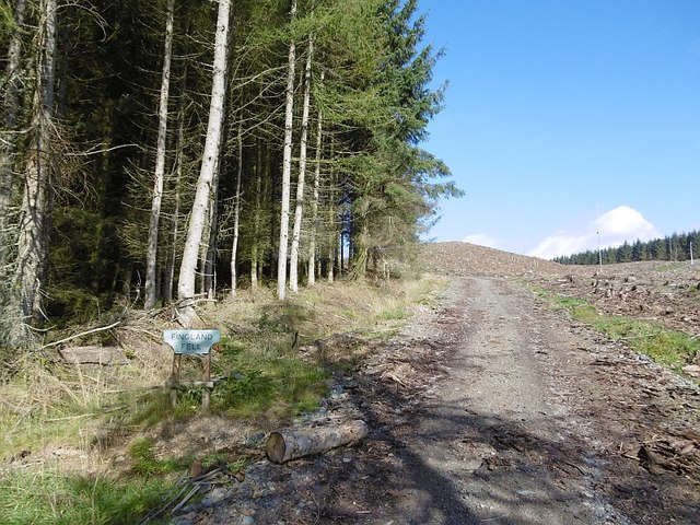 Forest road, Fingland Fell
