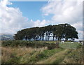 Fields and copse of trees on Whale Jaws Hill, Guiseley Moor