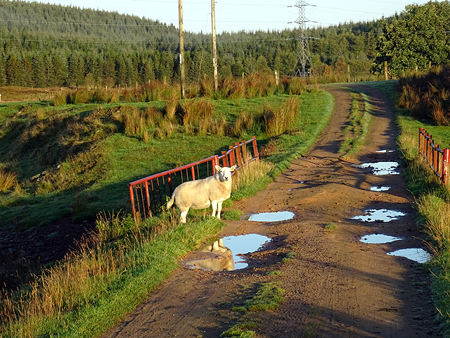 Startled ewe on the road at Forsinain
