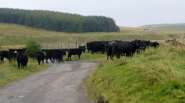 Suckler Cattle Near Tow Ford
