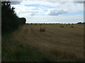 Stubble field and hedgerow