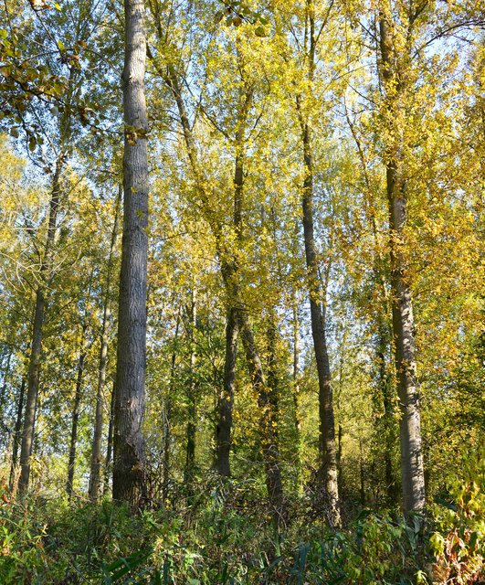 Poplar plantation, Ufton Green, Berkshire