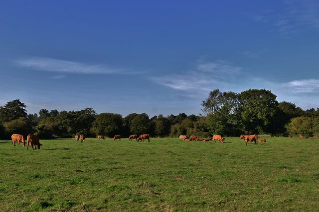 Tibenham, Persehall Manor Farm: Pasture