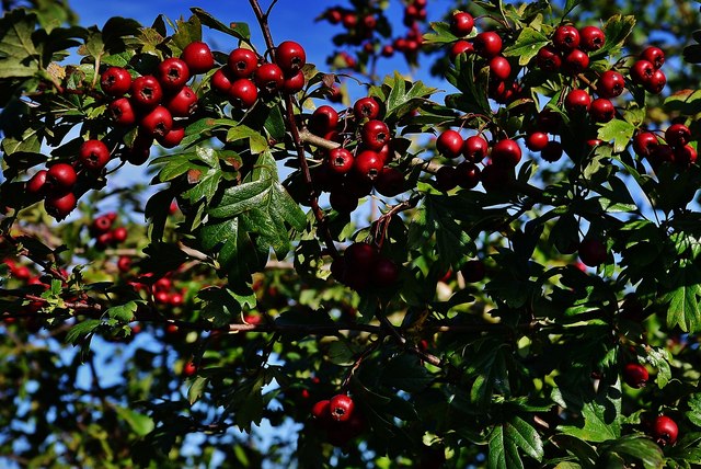 Aslacton: Hawthorn berries in the... © Michael Garlick :: Geograph ...