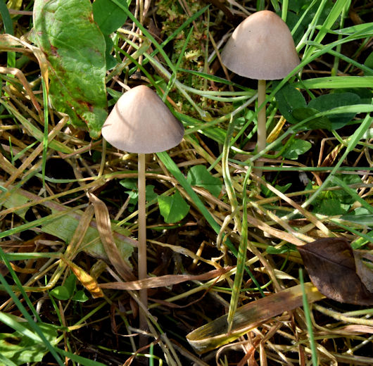 Fungi, Belfast - October 2015(2) © Albert Bridge :: Geograph Britain ...