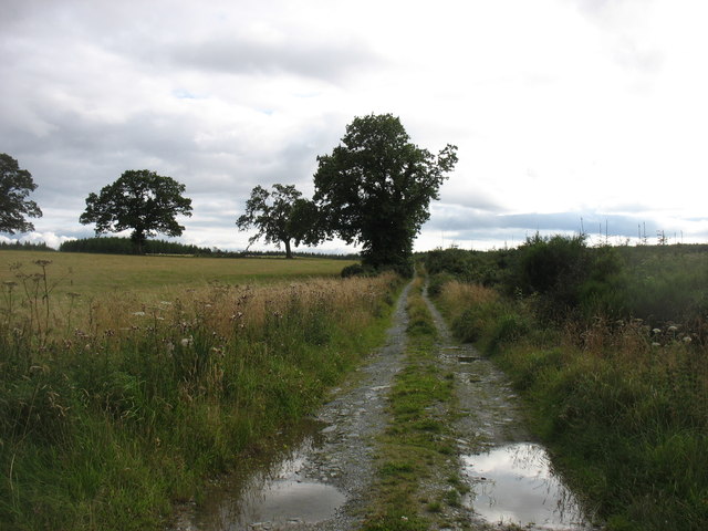 A track to Drumveigh Wood