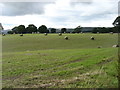 Farmland at Chapelhill Farm