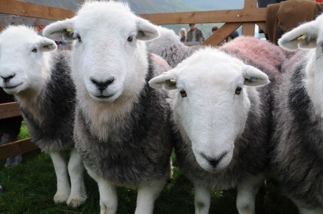 Sheep at the Wasdale Head Show