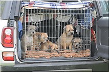 NY1808 : Border terriers at Wasdale Head Show by Philip Halling