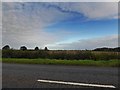 From the A18 looking towards Suddle Wood