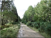 NH7479 : Logging road, Morangie Forest by Richard Webb