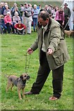 NY1808 : Border terrier classes, Wasdale Head Show by Philip Halling