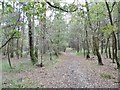 Copythorne Common, footpath