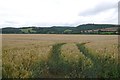 Winter wheat, Middlemoor