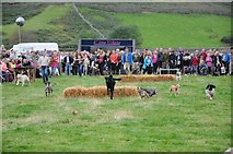 NY1808 : Dog racing, Wasdale Head Show by Philip Halling