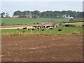 Cattle at Deans Hill