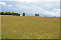 Chalk grassland