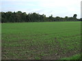 Young crop field, Freckenham