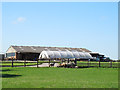 SJ6450 : Sheep and barns at Shrewbridge House farm by Stephen Craven