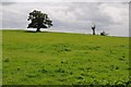 Trees in a field