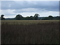 Farmland off the A134