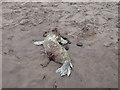 NU0248 : Dead seal pup by Oliver Dixon