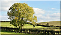 Solitary tree, The Temple near Carryduff (October 2015)