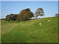 Field at Winchelsea