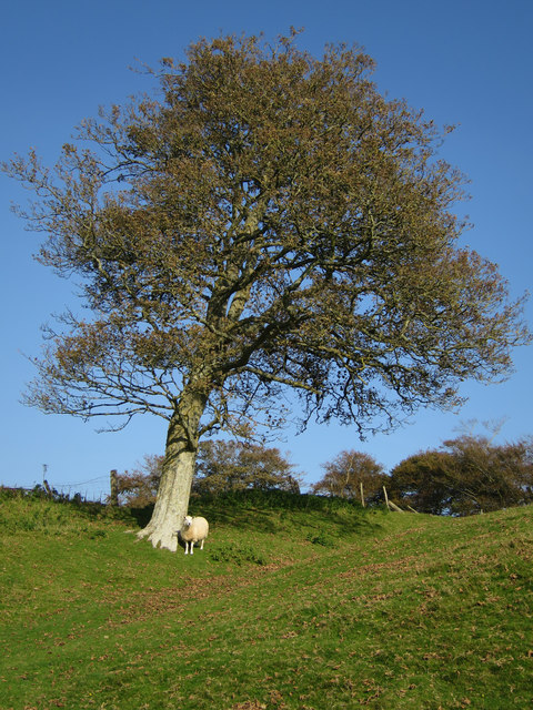 Leaning tree at Winchelsea