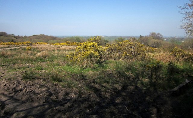 Gorse above East Castick Wood
