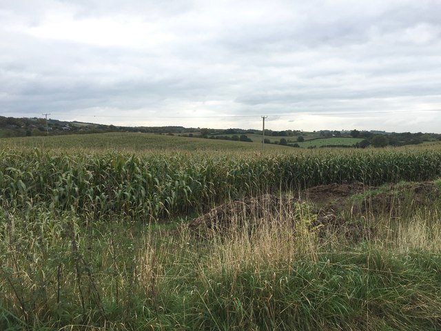 Audley: maize field to south of village