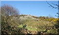 Hillside, Tregulland