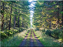 NH6661 : Well maintained forestry road through the Millbuie Forest by Julian Paren