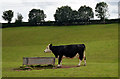 SO6369 : Solitary cow, Knighton on Teme by Philip Pankhurst