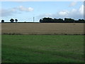 Fields near Lodge Farm