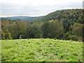 A steep hillside climb up above Motcombe Wood