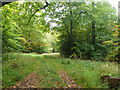 Track into Keepershill Wood