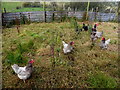 H5671 : Happy hens, Mullaghslin Glebe by Kenneth  Allen