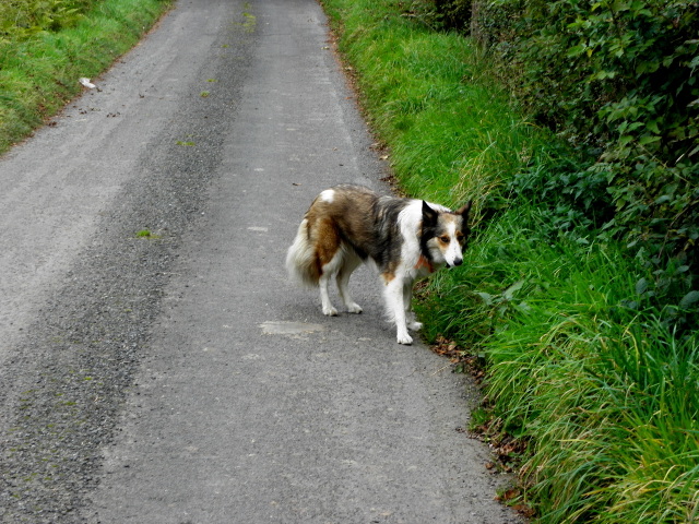 Friendly dog, Bracky © Kenneth Allen cc-by-sa/2.0 :: Geograph Britain ...