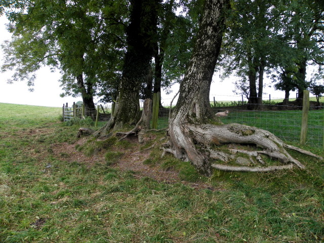 Trees with large roots, Bracky / Mullaghslin Glebe